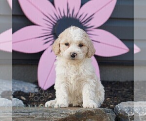 Goldendoodle (Miniature) Puppy for sale in MANHEIM, PA, USA