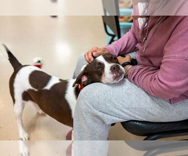 Medium Photo #4 French Bulldog-Unknown Mix Puppy For Sale in Mundelein, IL, USA