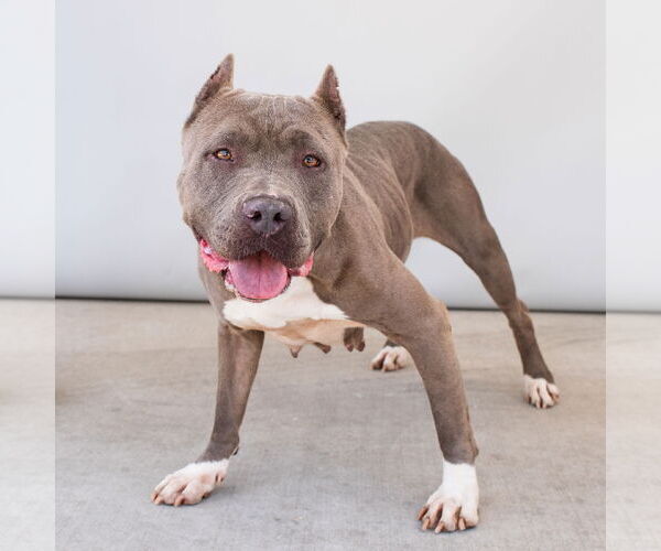 Medium Photo #2 American Pit Bull Terrier Puppy For Sale in Pasadena, CA, USA