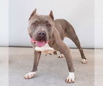 Small #1 American Pit Bull Terrier