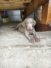 Weimaraner Puppy for sale in ROLLA, MO, USA