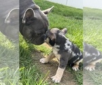 Small #9 French Bulldog