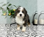 Small #5 Miniature Bernedoodle