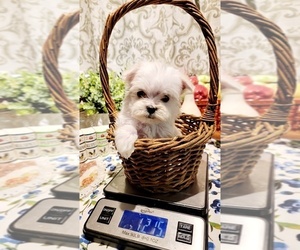 Maltese Puppy for sale in BRANSON, MO, USA