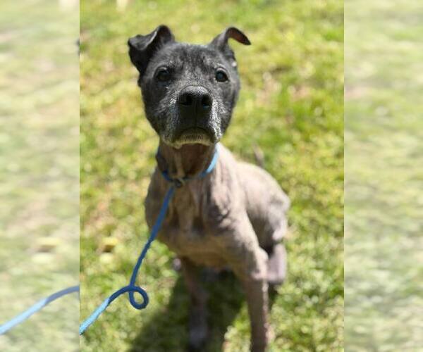 Medium Photo #8 Labrador Retriever Puppy For Sale in New York, NY, USA