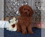 Small #3 Cavapoo