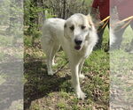 Small #1 Great Pyrenees
