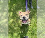Small American Pit Bull Terrier-Eurasier Mix