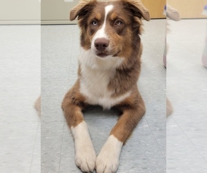 Mother of the Australian Shepherd puppies born on 04/17/2025