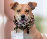Small #20 Miniature Pinscher Mix