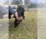 Small Photo #2 Poodle (Standard)-Unknown Mix Puppy For Sale in Valrico, FL, USA