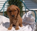 Puppy 7 Golden Retriever