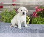 Small #1 Labrador Retriever