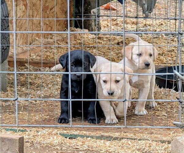 Medium Photo #5 Labrador Retriever Puppy For Sale in SHELTON, WA, USA