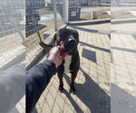 Small #12 American Pit Bull Terrier-Red Heeler Mix