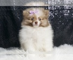 Puppy Abigail AKC Pomeranian