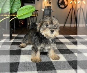Snorkie Puppy for sale in GREENWOOD, IN, USA