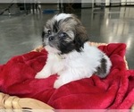 Small Photo #2 Zuchon Puppy For Sale in GREENWD, IN, USA
