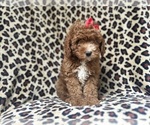Small #9 Cavapoo