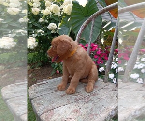 Medium Golden Retriever