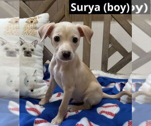 Mutt Dogs for adoption in Oak Bluffs, MA, USA