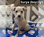 Small Mutt