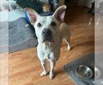 Small #5 American Staffordshire Terrier Mix