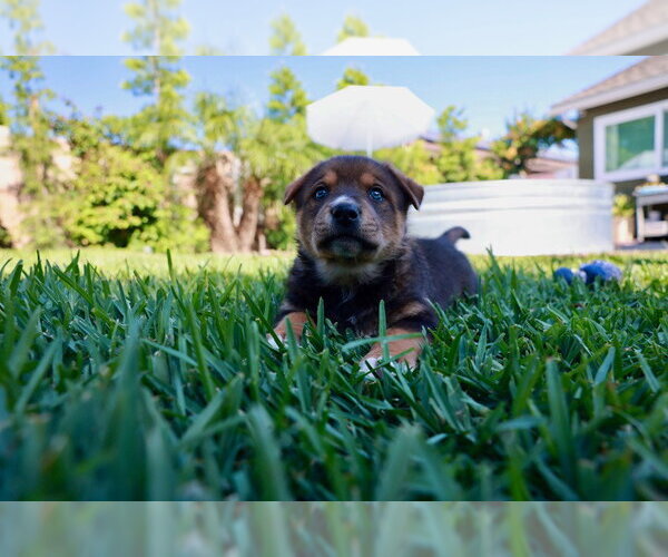 Medium Photo #3 Mutt Puppy For Sale in Lake Forest, CA, USA