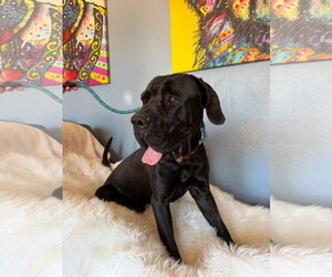 Mastiff Dogs for adoption in Goodyear, AZ, USA