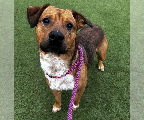 Medium Photo #2 Boxer Puppy For Sale in Salinas, CA, USA