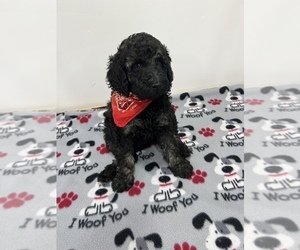 Poodle (Standard) Puppy for sale in OSTRANDER, MN, USA