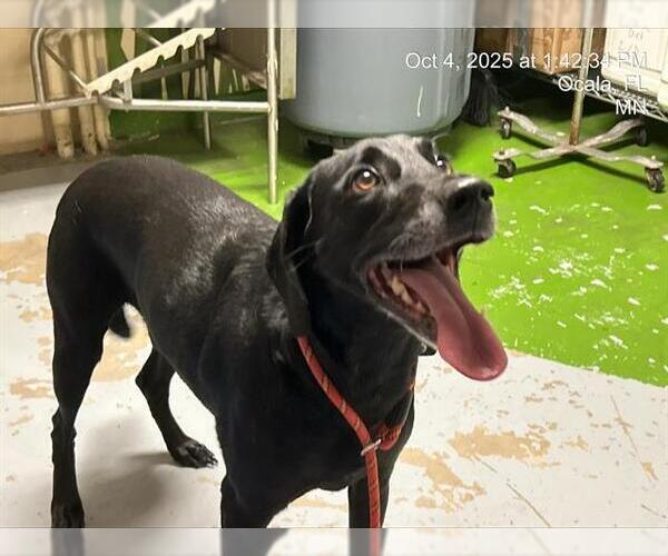 Medium Photo #1 Labrador Retriever-Unknown Mix Puppy For Sale in Ocala, FL, USA