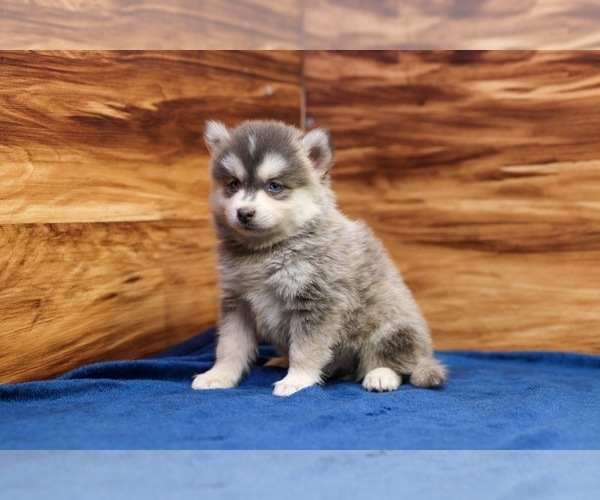 Medium Photo #1 Pomsky Puppy For Sale in DEER GROVE, IL, USA