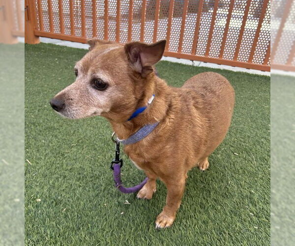 Medium Photo #1 Chihuahua-Unknown Mix Puppy For Sale in Las Vegas, NV, USA