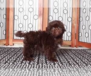 ShihPoo Puppy for sale in NAPLES, FL, USA