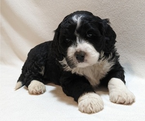 Bernese Mountain Dog-Portuguese Water Dog Mix Puppy for Sale in COATESVILLE, Pennsylvania USA