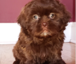 Puppy 1 Shih Tzu