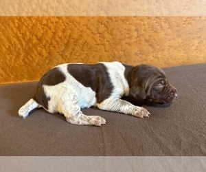German Shorthaired Pointer Puppy for sale in WOODLAND PARK, CO, USA