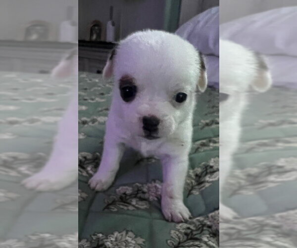Medium Photo #6 Mutt Puppy For Sale in Oak Bluffs, MA, USA