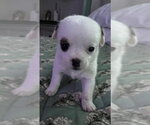 Small #5 Mutt