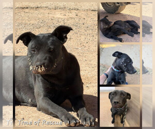 Medium Photo #3 Labrador Retriever-Unknown Mix Puppy For Sale in New London, WI, USA