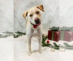 Small Photo #17 Labrador Retriever-Unknown Mix Puppy For Sale in Princeton, MN, USA