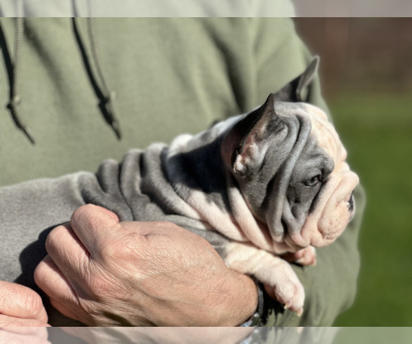 Medium Photo #1 French Bulldog Puppy For Sale in JUNCTION CITY, OR, USA