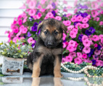 Small #2 German Shepherd Dog