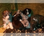 Small Photo #4 Aussiedoodle Puppy For Sale in DERBY, IA, USA