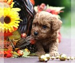 Small #7 Cavapoo