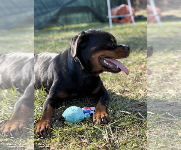 Medium Photo #2 Rottweiler Puppy For Sale in Mooresville, NC, USA
