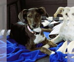 Small #1 Australian Shepherd Mix