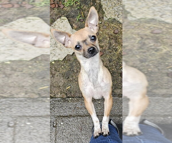 Medium Photo #1 Chihuahua-Unknown Mix Puppy For Sale in Olalla, WA, USA