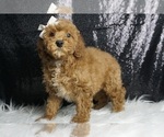 Small #4 Maltipoo